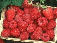 ラズベリーの実・写真3