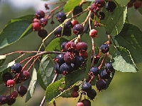 ジューンベリー・写真1