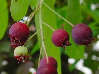 ジューンベリーの実・写真3