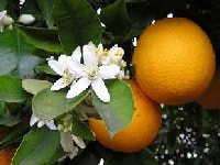 ミカンの花・写真2