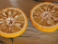 ユズの実・写真3