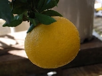 ナツミカン・写真1