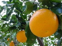 ハッサク・写真1