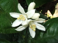 ハッサクの花・写真2