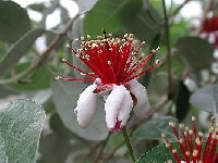 フェイジョアの花・写真2