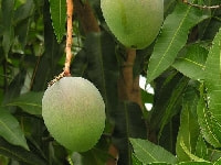 マンゴー・写真1