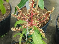 マンゴーの花・写真2