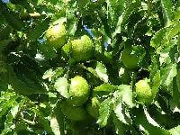 アボカド・写真1