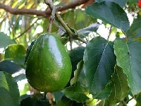 アボカド・写真2