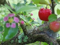 アセロラ・写真1