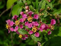 アセロラの花・写真2