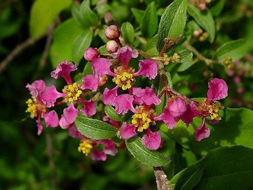 アセロラの育て方・栽培方法