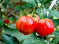 アセロラの実・写真3