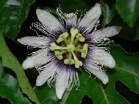 パッションフルーツの花・写真2