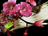 スターフルーツの花・写真2