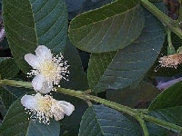 グァバの花・写真2