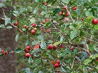 ストロベリーグァバ・写真1