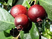 ストロベリーグァバ・写真2