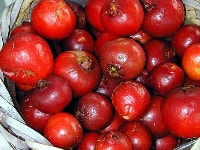 ストロベリーグァバの実・写真3