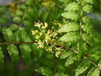 サンショウ・写真2