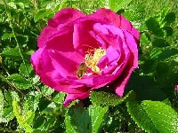 ハマナスの花・写真2