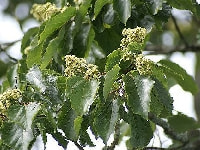 ケンポナシの葉・写真2