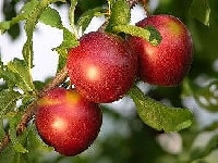 プルーン(セイヨウスモモ)・写真1