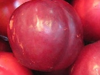 プルーン(セイヨウスモモ)の実・写真3