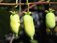 マタタビの実・写真3