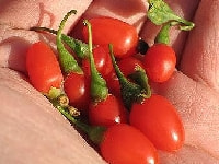 クコの実・写真3