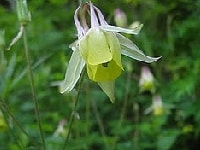 クワの花・写真2