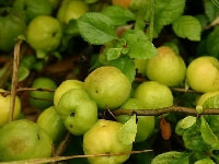 クサボケ・写真1