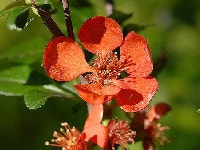 クサボケの花・写真2