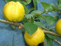 クサボケの実・写真3