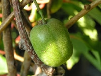 クサボケ・写真1