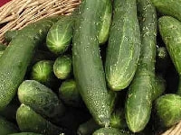 キュウリ・写真3