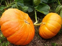カボチャ・写真1