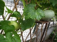 カボチャ・写真3