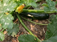 ズッキーニ・写真1