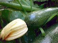 ズッキーニ・写真2