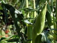 スイートコーン・写真1