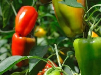 ピーマン・写真1