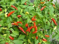 トウガラシ・写真3