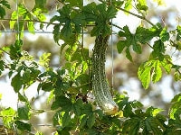 ニガウリ・写真2