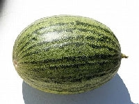 シロウリ・写真3