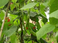 インゲン・写真1