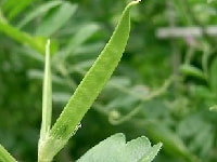 インゲン・写真2