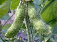 エダマメ・写真1