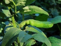 ソラマメ・写真1