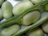 ソラマメ・写真3